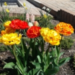 Kvitnúce plnokveté tulipány